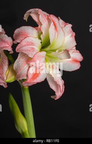 Amaryllis als in Zimmerpflanze, Österreich Banque D'Images