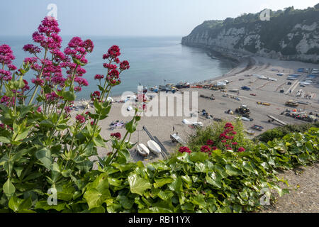 Vue sur Beer Beach à East Devon, Angleterre, Royaume-Uni Banque D'Images