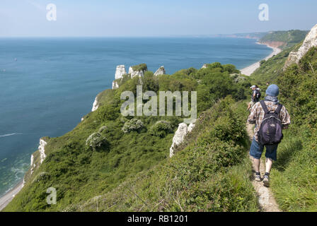 Marcheurs sur le South West Coast Path à Hooken Cliffs entre Beer et Branscombe Beach à South Devon, Angleterre, Royaume-Uni Banque D'Images