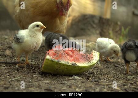 Une mère poule regarde ses poussins manger pastèque sur une chaude journée d'été Banque D'Images