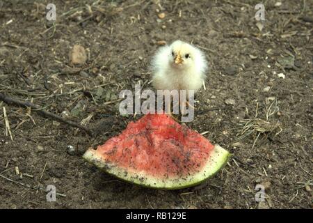 Peu de blanc d'un poulet sur le melon d'une chaude après-midi Banque D'Images