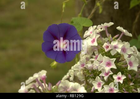 Une gloire du matin qui fleurit à côté du blanc et rose Phlox Banque D'Images