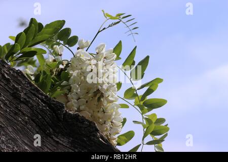 Branche d'acacia en fleurs le printemps arrive. Banque D'Images