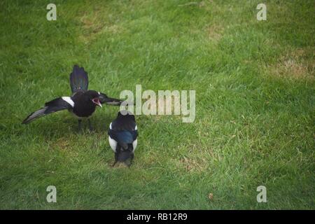 Un mineur et son parent magpie sur une pelouse. Le parent est à la recherche de nourriture : les vers dans l'herbe. Le jeune oiseau est piailler et battant des ailes, hu Banque D'Images