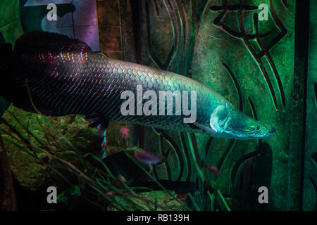 L'Arapaima gigas l'un des plus grands poissons d'eau douce. Oceanarium. Banque D'Images