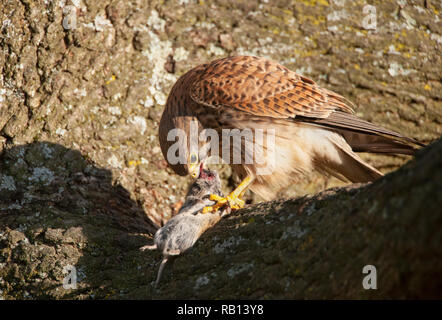 Femelle adulte Faucon crécerelle, Falco tinnunculus, avec Campagnol roussâtre, Myodes glareolus, comme proies, Hampstead Heath, Londres, Royaume-Uni Banque D'Images