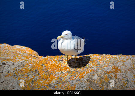 Mouette debout sur le bord d'une falaise avec un fond de mer bleu foncé Banque D'Images