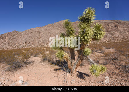 Un arbre de Joshua dans la région de Whitney Pocket, Gold Butte National Monument, sud du Nevada, États-Unis Banque D'Images