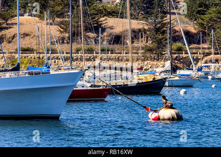 Joint sur une bouée près de yachts à Monterey, Californie Banque D'Images