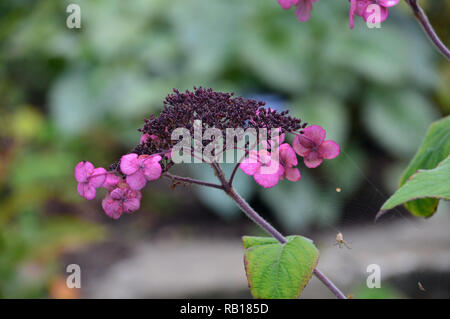 L'Hydrangea aspera tête semences 'Anthony Bullivant' Fleur Bush cultivé à RHS Garden Harlow Carr, Harrogate, Yorkshire. Angleterre, Royaume-Uni. Banque D'Images