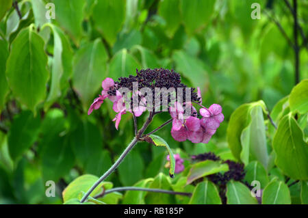 L'Hydrangea aspera tête semences 'Anthony Bullivant' Fleur Bush cultivé à RHS Garden Harlow Carr, Harrogate, Yorkshire. Angleterre, Royaume-Uni. Banque D'Images