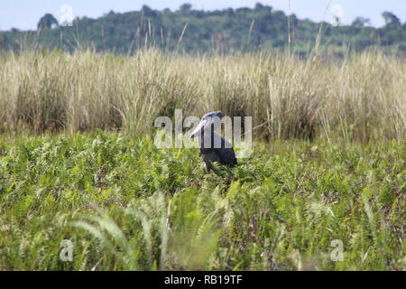 Bec-en-sabot du Nil (Balaeniceps rex) en Ouganda, marais de Mabamba Banque D'Images