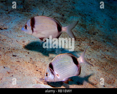 Une paire d'Two-Banded la dorade (Diplodus vulgaris) à Malte Banque D'Images