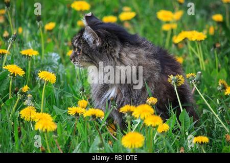 Portrait de profil de beaux vieux chat libre Banque D'Images