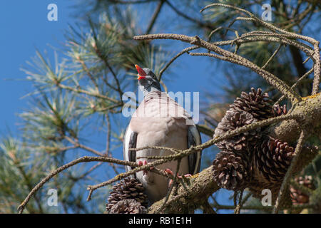 À la recherche d'un pigeon à assis dans un pin Banque D'Images