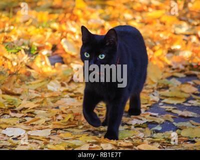 Chats sur le marche d'automne Banque D'Images