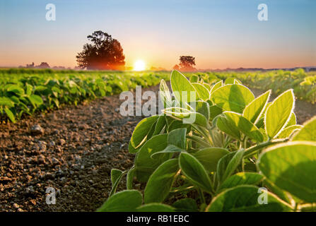 Champ de soja et de soja plantes en début de matinée. L'agriculture de soja Banque D'Images