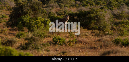 L'hyène tachetée, camouflé en bush Addo Elephant National Park, Eastern Cape, Afrique du Sud Banque D'Images