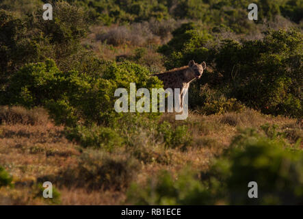 L'hyène tachetée, camouflé en bush Addo Elephant National Park, Eastern Cape, Afrique du Sud Banque D'Images