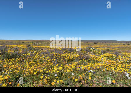 Un champ de fleurs jaunes à Matjiesfontein près de Nieuwoudtville dans la province du Cap du Nord de l'Afrique du Sud Banque D'Images