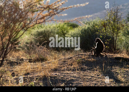 Babouin Chacma Baboon ou du Cap (Papio ursinus) - Okonjima Nature Reserve, Namibie, Afrique Banque D'Images