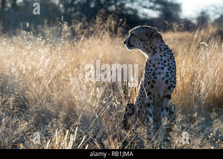 Le Guépard (Acinonyx jubatus) [] captifs Fondation AfriCat, Okonjima Nature Reserve, Namibie, Afrique Banque D'Images