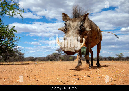 Phacochère commun (Phacochoerus africanus) - Okonjima Nature Reserve, Namibie, Afrique Banque D'Images