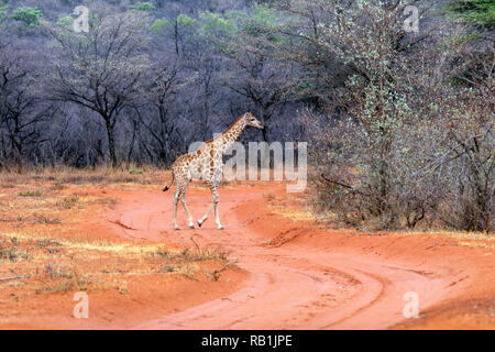 Jeune girafe crossing road - Okonjima Nature Reserve, Namibie, Afrique Banque D'Images