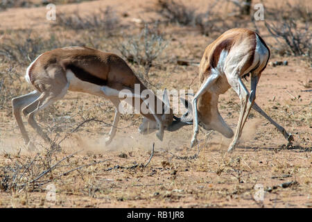 Le Springbok (Antidorcas marsupialis) combats - Okonjima Nature Reserve, Namibie, Afrique Banque D'Images