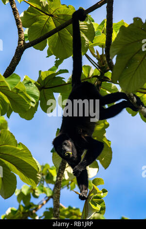 Manteau singe hurleur (Alouatta palliata) suspendu à queue préhensile - près de Boca Tapada, San Carlos, Costa Rica Banque D'Images