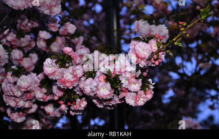 Arlington, VA. Washington, DC les cerisiers en fleurs photographiés de nuit. Le 20 avril 2016. @ Veronica Bruno / Alamy Banque D'Images