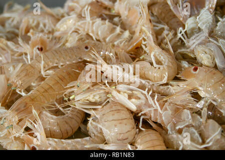 Squilla mantis, espèce de crevette mantis trouvés dans les zones côtières peu profondes de la mer Méditerranée et l'Est de l'Océan Atlantique : cicala ou pacchero, f Banque D'Images