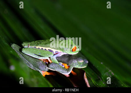 Feuille aux yeux rouges dans l'accouplement des grenouilles de la forêt tropicale du Costa Rica Banque D'Images