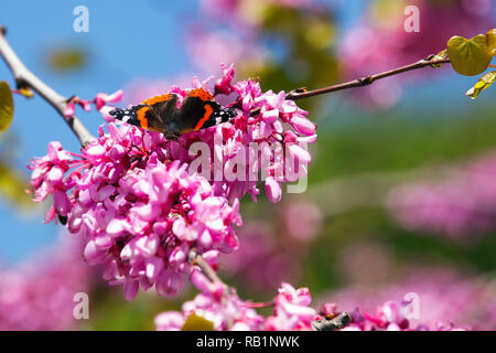 Vanessa atalanta, l'amiral rouge papillon sur Redbud tree Banque D'Images