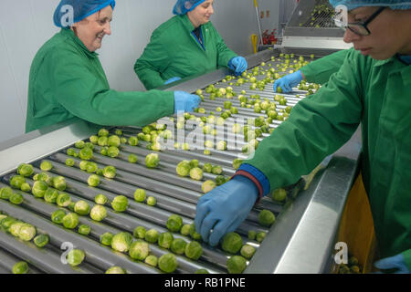 Ligne de production de choux de Bruxelles en usine Banque D'Images