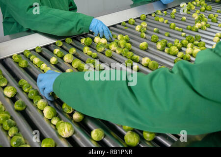 Ligne de production de choux de Bruxelles en usine Banque D'Images