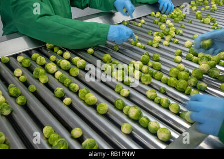 Ligne de production de choux de Bruxelles en usine Banque D'Images