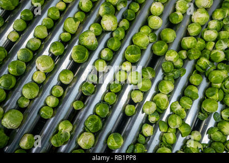Ligne de production de choux de Bruxelles en usine Banque D'Images
