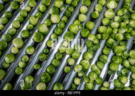 Ligne de production de choux de Bruxelles en usine Banque D'Images