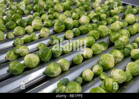 Ligne de production de choux de Bruxelles en usine Banque D'Images