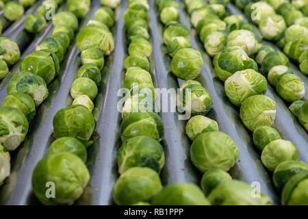 Ligne de production de choux de Bruxelles en usine Banque D'Images