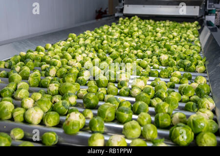 Ligne de production de choux de Bruxelles en usine Banque D'Images