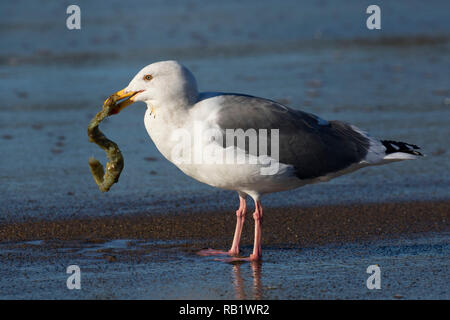 Ver marin mouette au tubage, Fogarty Creek State Park, New York Banque D'Images