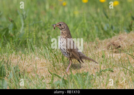 Grive musicienne (Turdus philomelos). L'exercice vient de prendre une proie. Caterpillar La nourriture pour les oisillons encore dans un nid. Banque D'Images