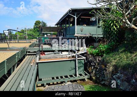 Le séchage au soleil des grains de café sur une plantation de café dans la région de Hawaii Big Island Banque D'Images