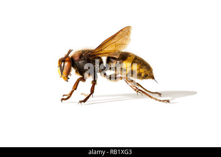 Une photo de l'Hornet (Vespa crabro) isolé sur fond blanc Banque D'Images