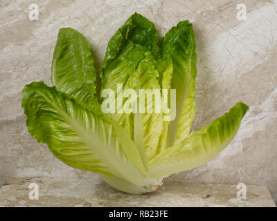 Coeurs de laitue romaine (cos) de la vie toujours des légumes sur la photo en arrière-plan Banque D'Images