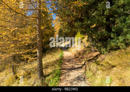 Chemin avec mélèzes colorés en automne, lac Silsersee, Sils im Engadin, Engadine, Grisons, Suisse, Alpes Banque D'Images