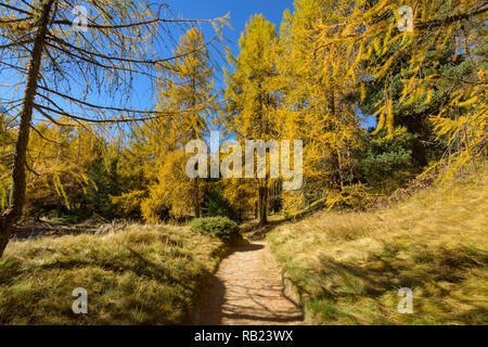 Chemin avec mélèzes colorés en automne, lac Silsersee, Sils im Engadin, Engadine, Grisons, Suisse, Alpes Banque D'Images