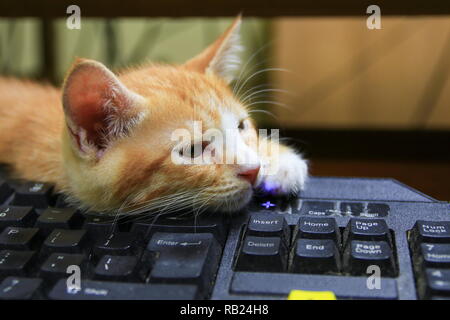Orange chaton dormant sur l'utilisation de la technologie de clavier ordinateur. business concept Banque D'Images